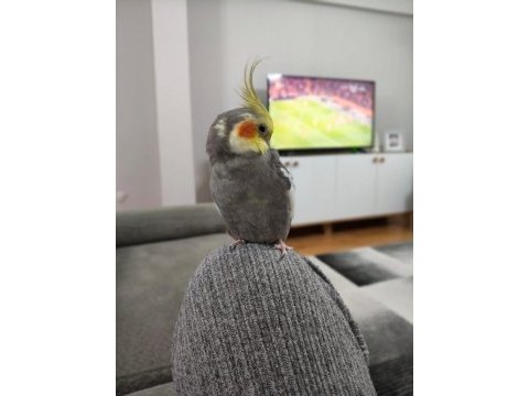 Sultan papağanı 1 yaşında