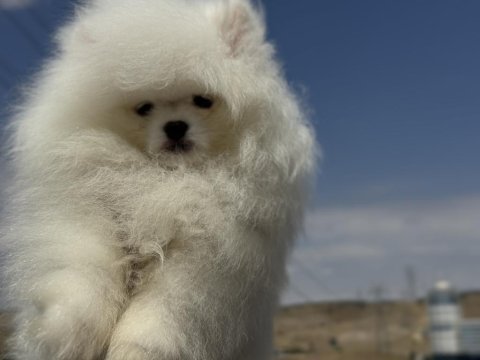 Petmode köpek çiftliğinden sçr li pomeranian