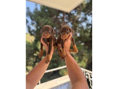 Doberman yavrularım sağlık ve ırk garantilidir