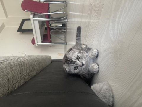 2,5 aylık orijinal scottish fold