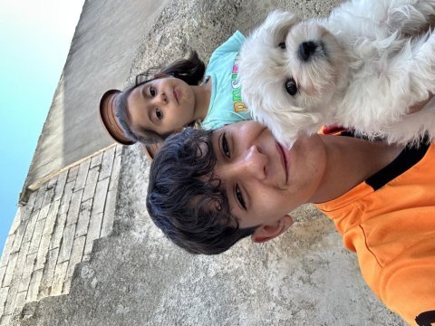 Sevimli maltipoo yavrumuz maya ya temiz güzel aile aranıyor