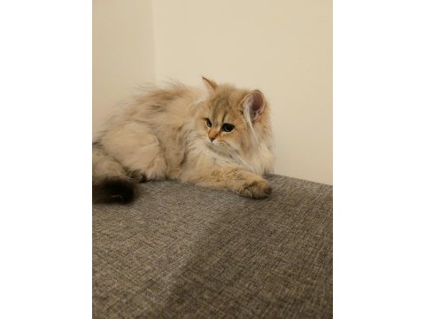 British longhair 5 aylık