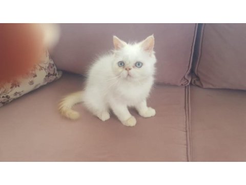 Süt oğlan iran kedisi