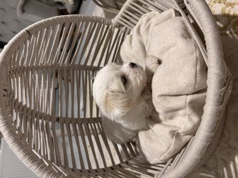 Tuvalet eğitimli maltese terrier