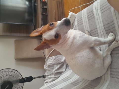 Sevimli ve uysal jack russell