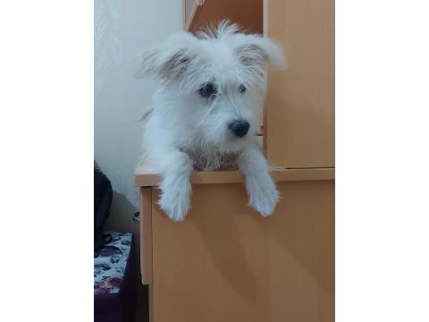 5 aylık 0 numara dişi terrier