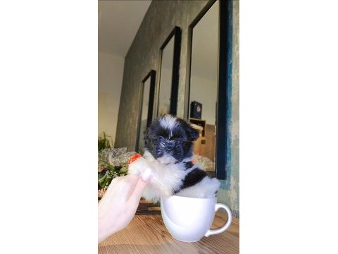 Büyümeyen boy minyatür teacup morkie bebek