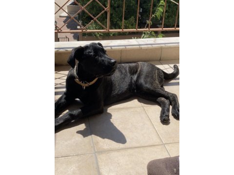 1 yaşında erkek cane corso