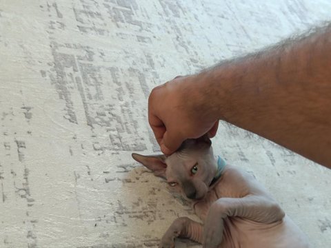 Çok canlı sevecen bir sfenks