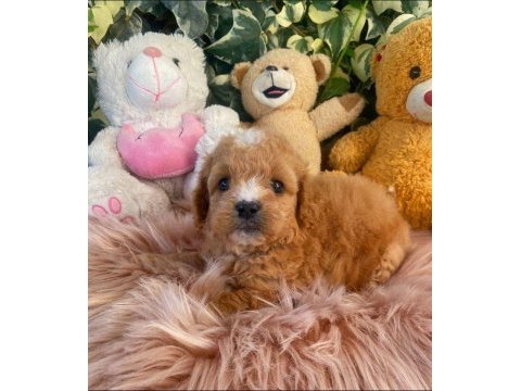 Maltipoo bebeklerim