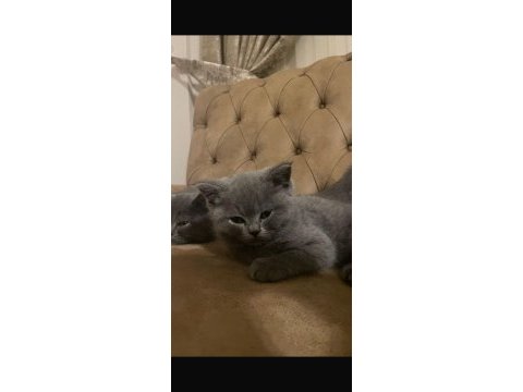 British shorthair 2 aylık