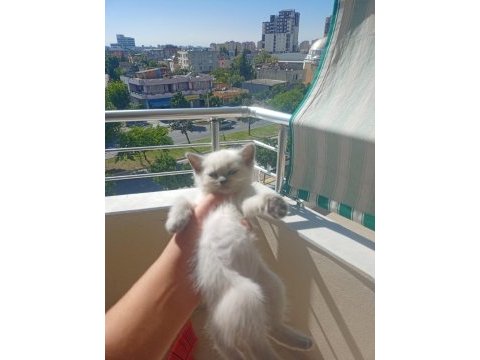 2 dişi 2 erkek british shorthair point