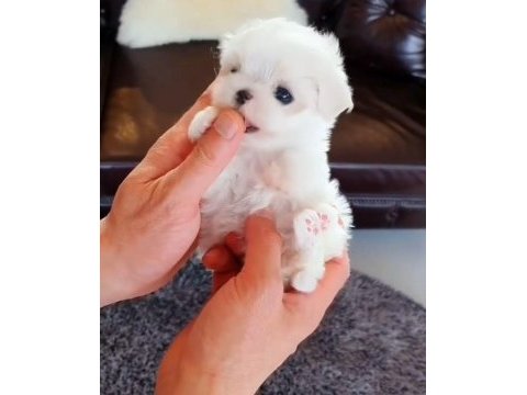Maltese terrier sıfır numara ev doğumlu minişler
