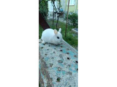 Cüce tavşan yavrular