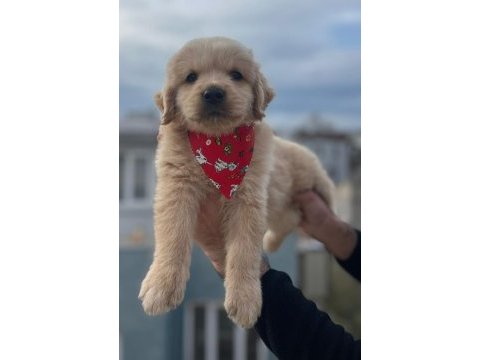 Baby face golden retriever yavrular