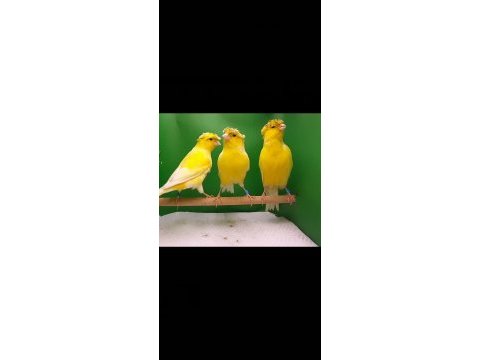 Şahane alman tepeli kanaryalar