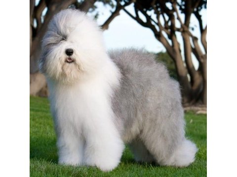 Çok özel bir ırk poodle