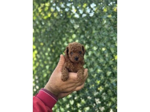 Irk ve sağlık garantili toy ve teacup poodle