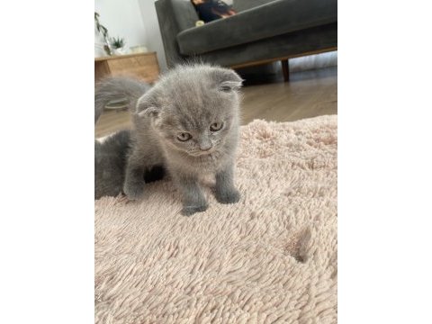 Scottish fold dişi ve erkek yavrular