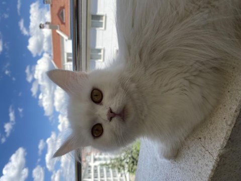 2beyaz kırık kulak 1 gri 1 sarı sarı dik kullak