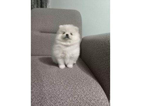 Sağlık ve ırk garantili pomeranian minikler