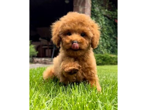 Dünya tatlısı poodle yavruları