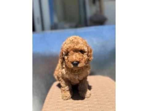 Bayram şekerleri poodle yeni yuvalarını arıyorlar