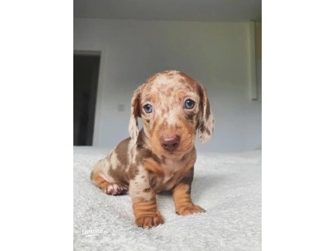 Özel renk merle dachshund merle aşılı bebekler