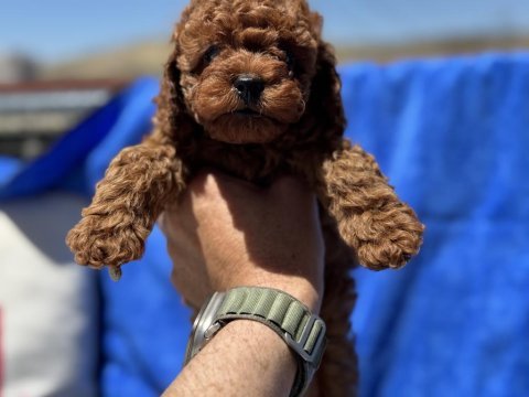 Yasal ruhsatlı çiftlikde ziyarete açık toy poodle 