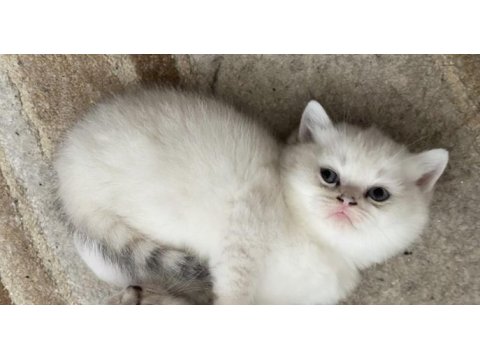 Dişi black golden point 2,5 aylık british shorthair