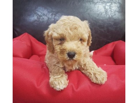 Harika show kalite uygun fiyata maltipoo yavrular