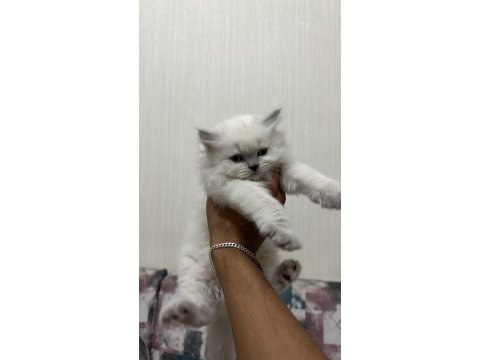 Kar topu yavru kediler aşırı uysal ve sevimliler
