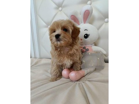 Kore maltipoo yavrular