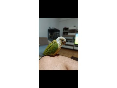 Pineapple conure