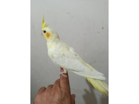 Sultan papağanı üreticiden