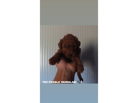 Premıum kalite toy poodle yavruları