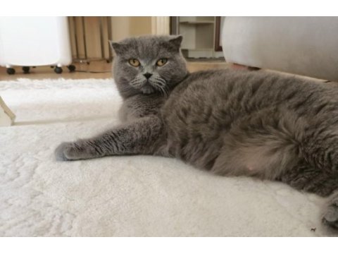 Safkan british shorthair bebeklerim