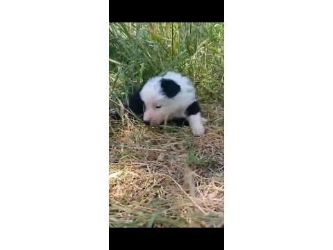 Border collie yavrum