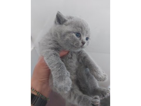 Blue dişi erkek brıtısh shorthaır yavrularımız