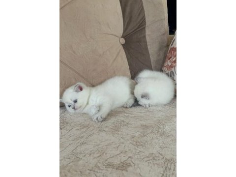 Safkan british shorthair açıklamayı okuyun lütfen