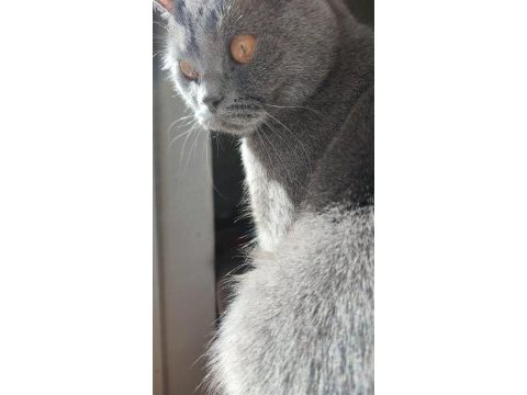 Sakin british shorthair kedimiz çocuk alerjisi kaynaklı