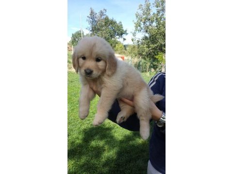 Golden retriever yavruları