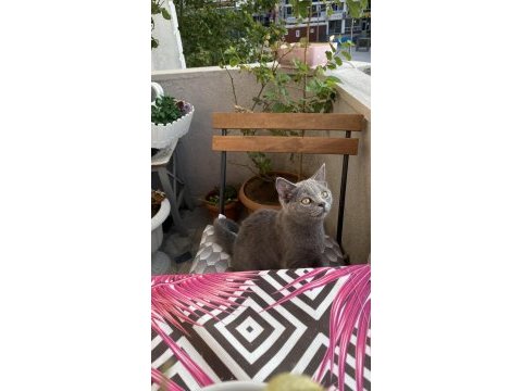 İri yapılı show kalite erkek british shorthair yavru