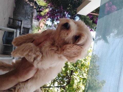 Sağlık ve ırk garantili maltipoo yavrular