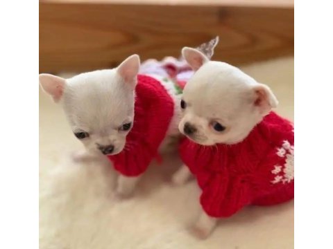 White chihuahua teacup mini boy yavrular geldi