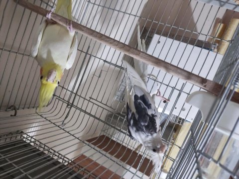 Wf pied lutino sultan papağanı