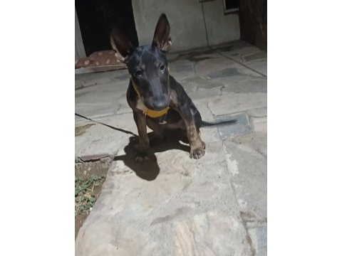 Bull terrier dişi standart