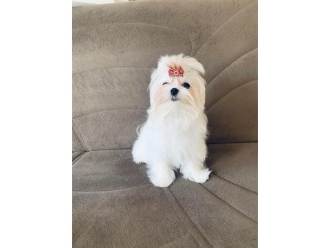 Safkan kore dişi teacup maltese 1.650 kg