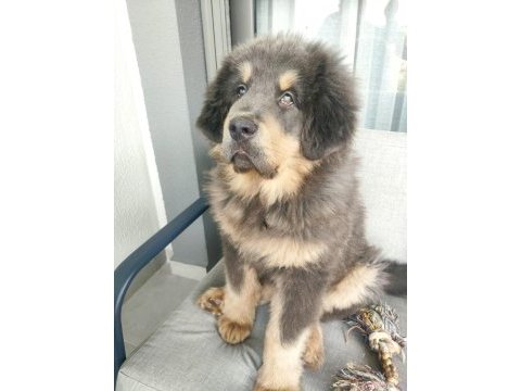 Dünyanın en değerli köpeği tibet mastifi