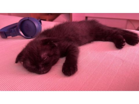 Oyuncu scottish fold kızım